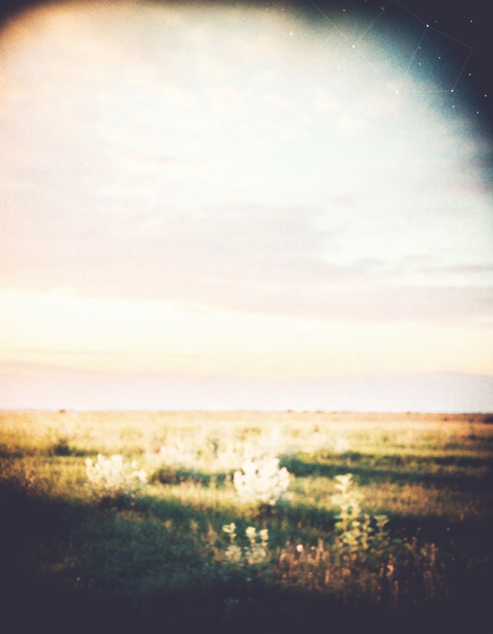 A soft twilight meadow under a constellation sky.